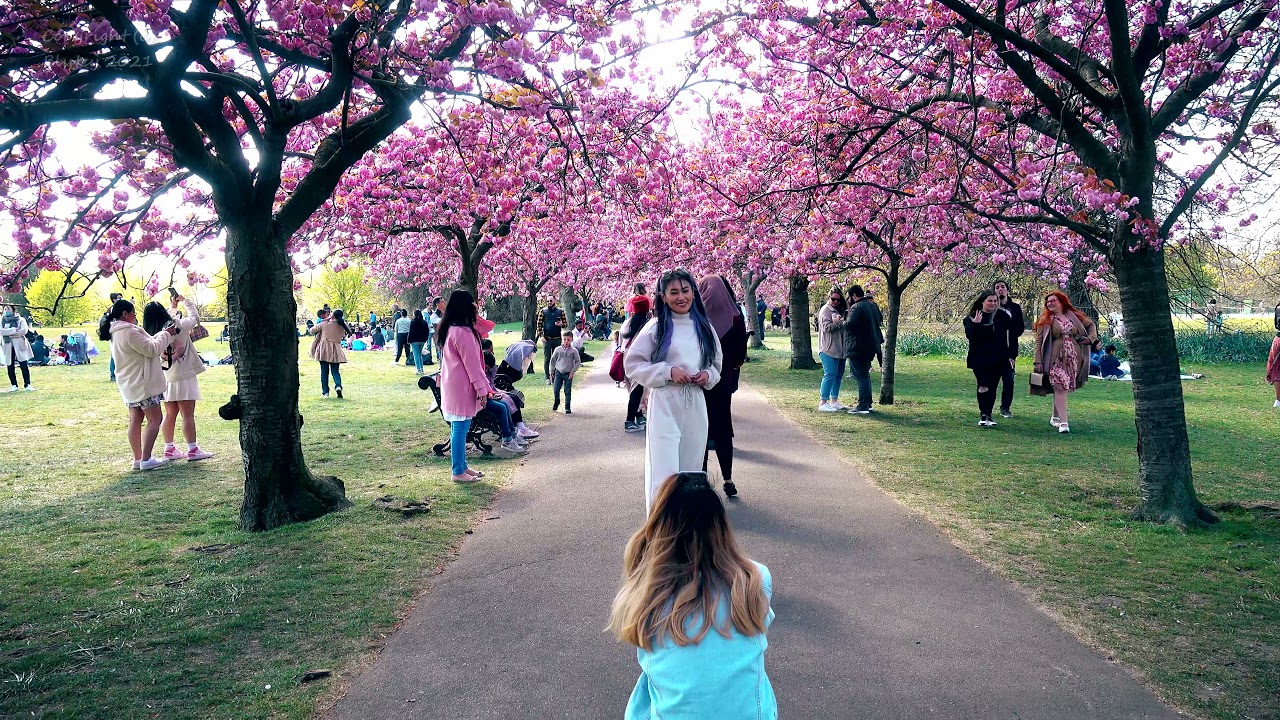 Cherry Tree Blossom at Greenwich Park, London, 25th April 2021 - Corbyn  Kites Orbit - YouTube