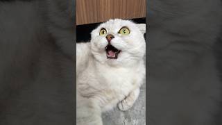Thumbnail for 🥲 #cats #cat