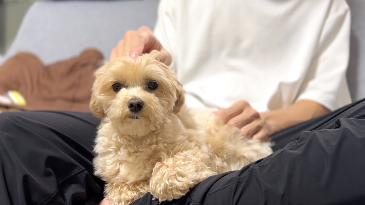 愛犬と2人きりのモーニングルーティン。【マルプー/Maltipoo COCO