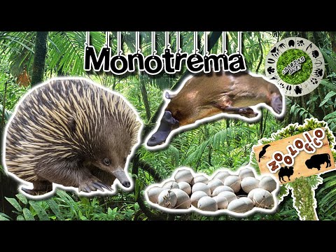 Video: Gdje žive monotremi?