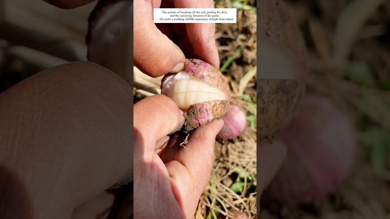 ASMR with Purple-Skinned Single-Clove Garlic 