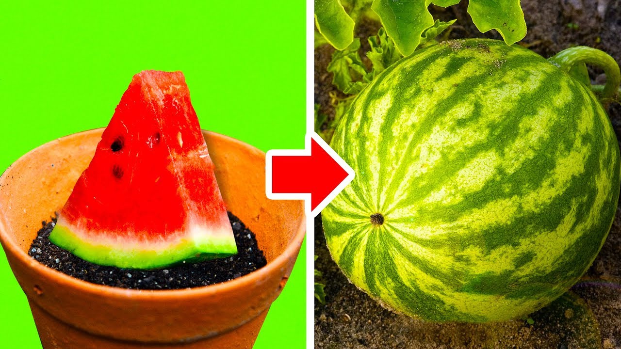 HOW TO GROW PLANTS FROM SEEDS YouTube