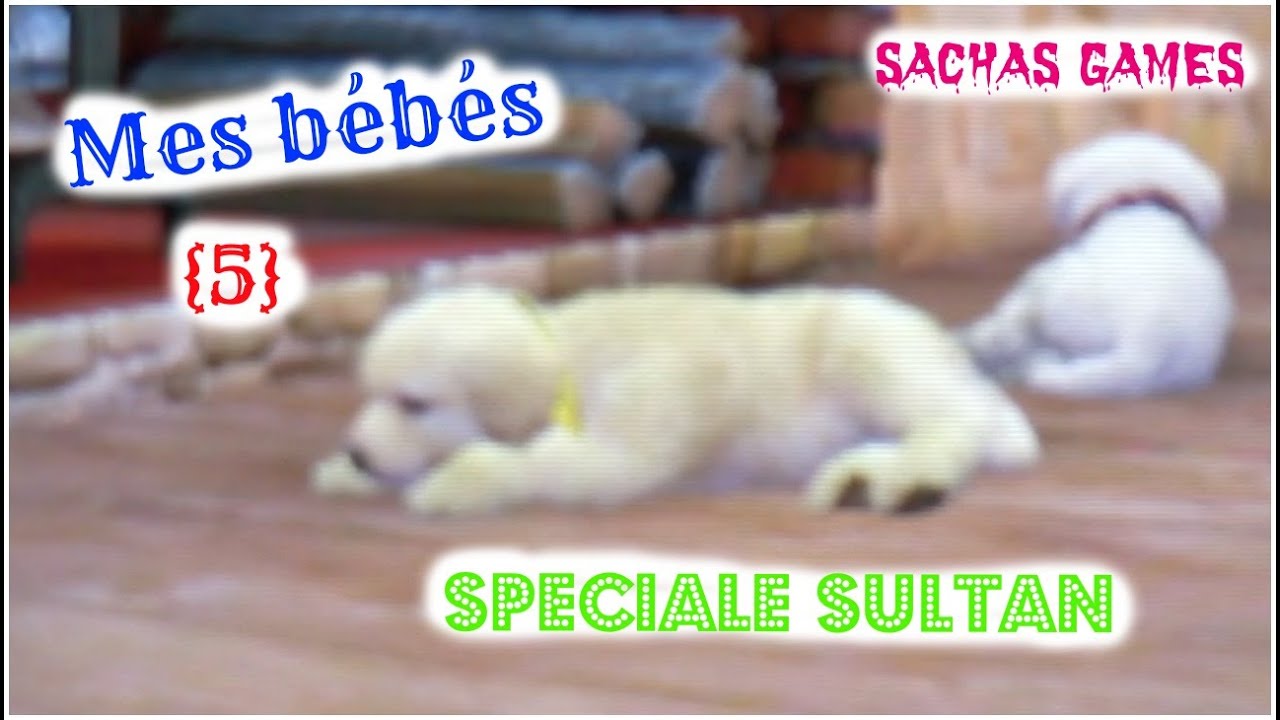 {Nintendogs +Cats}Mes bébés{5} Spéciale Sultan#VG ♡ - YouTube