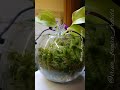 живой мох в посадке mossarium