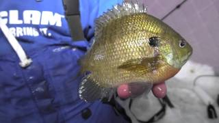 Chasing Panfish in Otter Tail Lakes Country