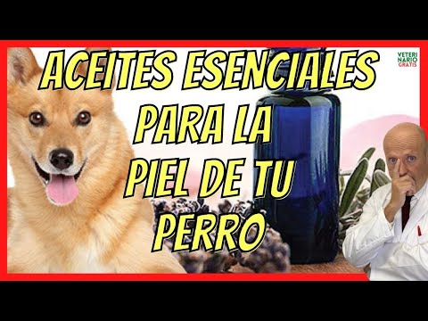 Video: 10 mejores aceites esenciales para tu perro