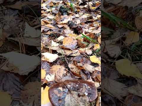 Польский гриб самый стойкий!/не красавец, но чистый!)