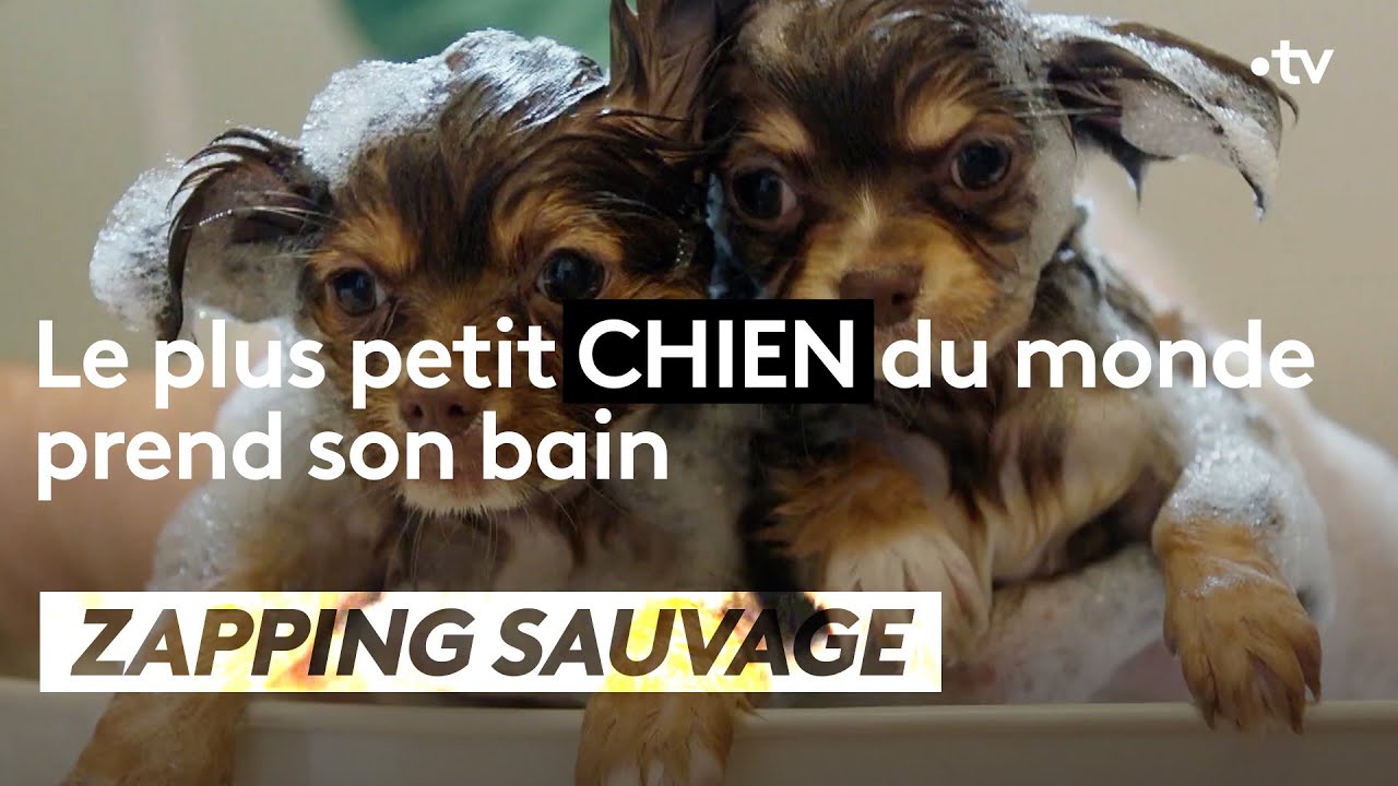 Le Plus Petit Chien Du Monde Prend Son Bain Zapping Sauvage Youtube