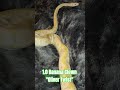1.0 Banana Clown "Oliver Twist" #banana #clown #oliver #twist #olivertwist #coral #glow #docile #bp