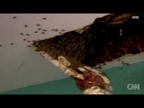 !!BEES TURNED HOUSE INTO HIVE FOR 10YRS!!