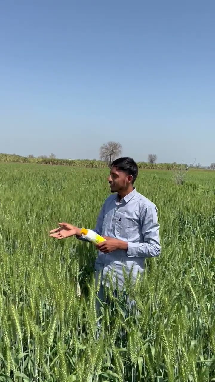 फतेहाबाद के किसान की लहलहाती गेहूं की खेती का क्या है राज | वनइंडिया हिंदी