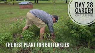 If you love butterflies this is your video.  Day 28 of Gardening Challenge 