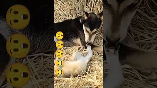 dog&cat frendship#playingmood#shorts
