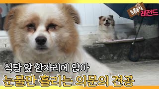 [TV 동물농장 레전드] ‘식당 앞에서 눈물만 흘리는 개’ 풀버전 다시보기 I TV동물농장 (Animal Farm) | SBS Story
