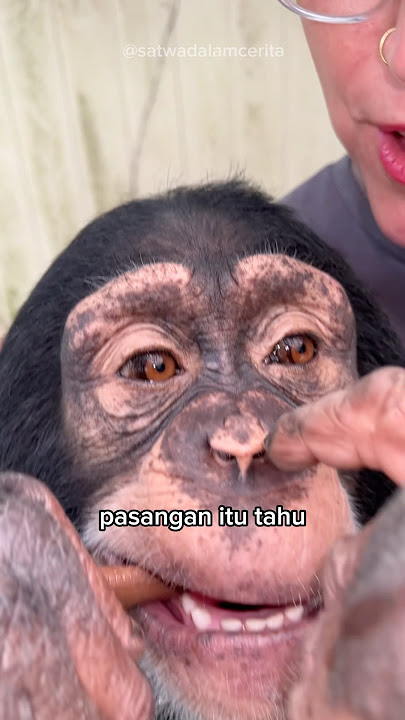 The Chimpanzee Who Found a Family 🐒