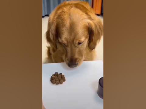 Прогадал #shorts #собака #животные - YouTube