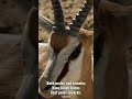 Springbok - One Minute Wildlife Documentary