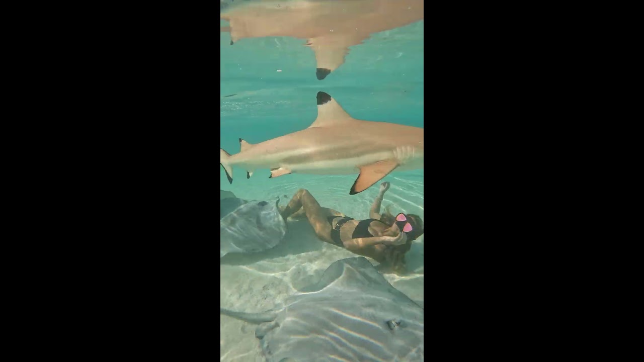 Swimming With Blacktip Sharks And Stingrays ViralHog