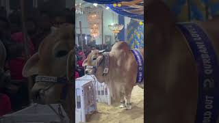 Cow Video
