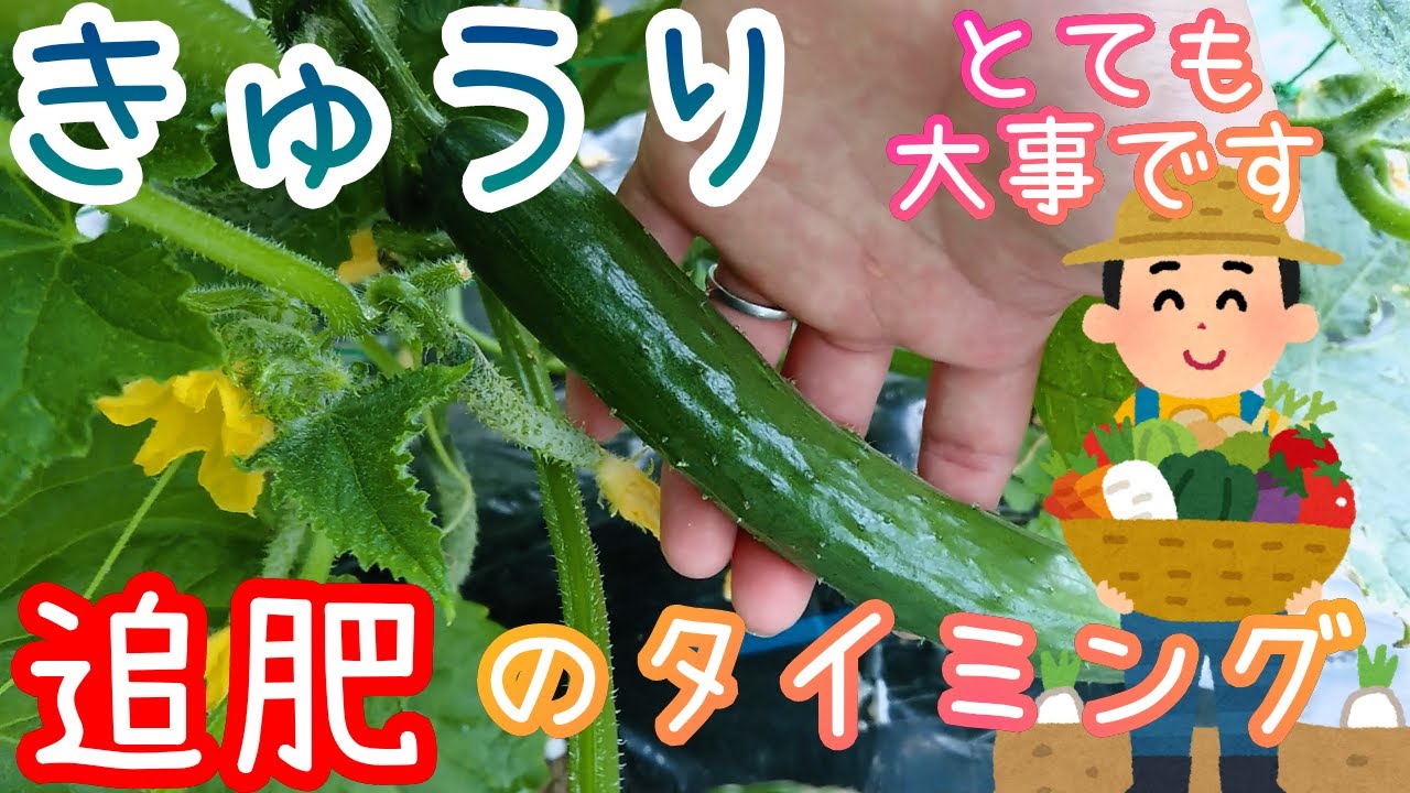 きゅうり 追肥のタイミング 家庭菜園 21年 Youtube