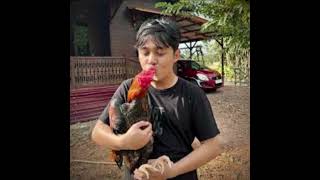 Sidaivan Livestream Dan Windah Basudara Sekarang Komen Versi Apa Lagi