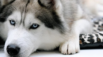動物 Youtube 動物 Youtube