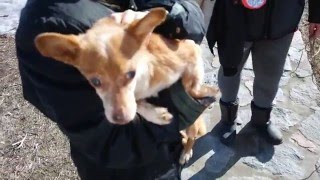 Спасение собаки в с.Диковка. Знаменская общественная организация защиты животных "Дай лапу" Спасение собаки в с.Диковка. Знаменская общественная организация защиты животных "Дай лапу"
