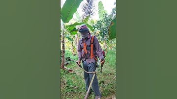 weeds cutting #brush cutter# removing weeds #for next plantains agriculture