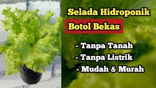 Cara Menanam Selada di Botol Bekas | How to grow lettuce in used bottles