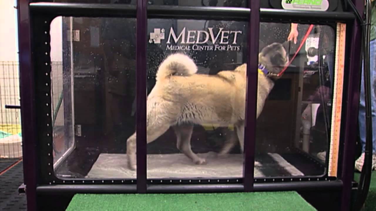 Amazing Animal Surgery - YouTube