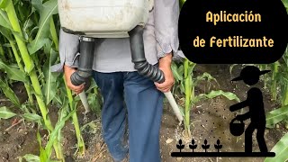 Aplicación de fertilizante al cultivo de maíz . Fertilizando con fuente de nitrógeno en el campo