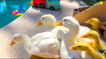 Pool time / Fresh morning for funny ducklings, goslings and ducks satisfying video