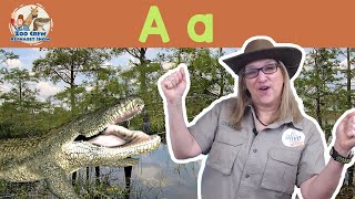 Zoo Crew Alphabet Show | Alligators and Letter A