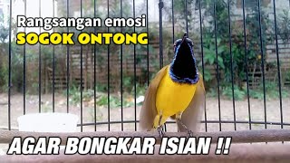 Rangsangan emosi SOGON agar bongkar isian || Bikin SOGON cepat bunyi gacor - SOGOK ONTONG