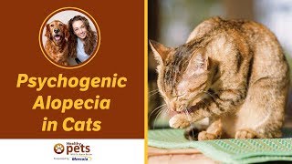 Psychogenic Alopecia in Cats