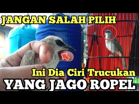 Ciri-ciri Burung Trucukan Jago Nguklik dan Ropel