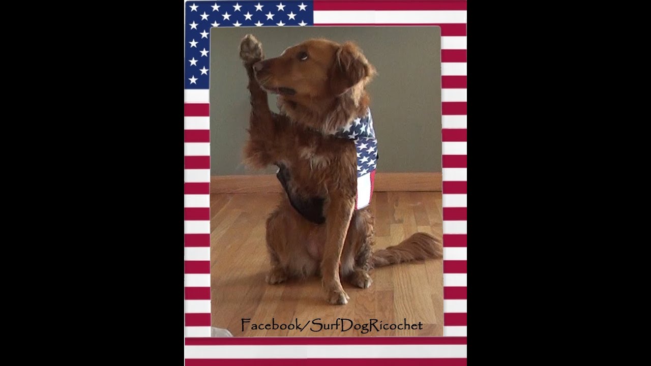 Surf dog Ricochet teaches dogs how to salute members of our military - YouTube
