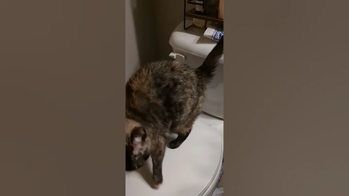 Watch the video about Admiring her reflection...🤣#cat #sweet #gato #siamese #katze #animals