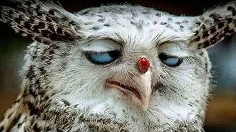 Axial AX24 XC-1 1/24 Scale Mini RC Crawler | Best RTR RC Rock Crawler | Injora Upgrades All Around