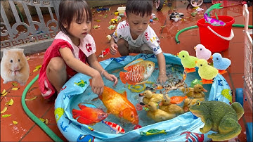 Thỏ Vlog đi tìm các con vật dễ thương, cá sấu ,rùa , ốc , cua quái vật, cá chép khủng , cá koi ,ếch