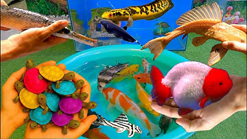 Bắt cá cảnh dễ thương, cá vàng, cá koi, cá trê, cá molly, cá bảy màu, cá ranchu