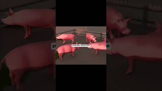 #domuz #çocuk #yemek #baba #hayvan