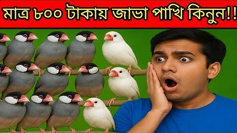 অল্প দামে জাভা পাখি কিনুন|জাভা পাখির দাম ২০২৫|Java Bird Price In Bangladesh 2025