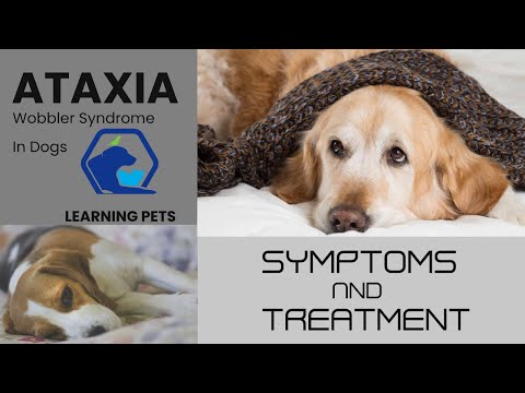 Ataxia Wobbler Syndrome In Dogs Symptoms And Treatment
