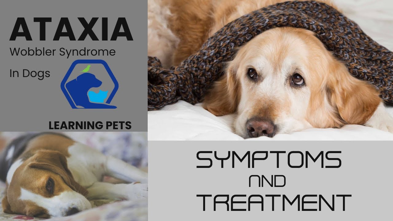 Can A Dog Die From Ataxia?