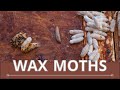 Everything You Need to Know About WAX MOTHS! (Galleria mellonella