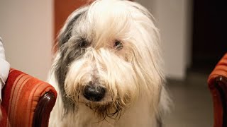 Old English Sheepdog: The Furry Friend with a Heart of Gold