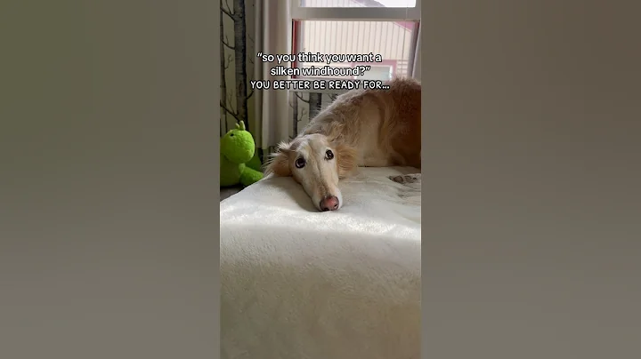 silken windhounds are built different #dogbreed #silkenwindhound #sighthound #dogs #trendingaudio