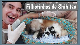 FILHOTES DE SHIH TZU