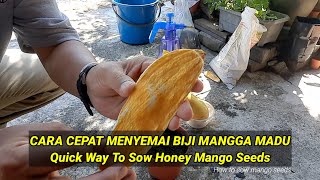 CARA CEPAT MENYEMAI BIJI MANGGA MADU || Quick way to sow honey mango seeds